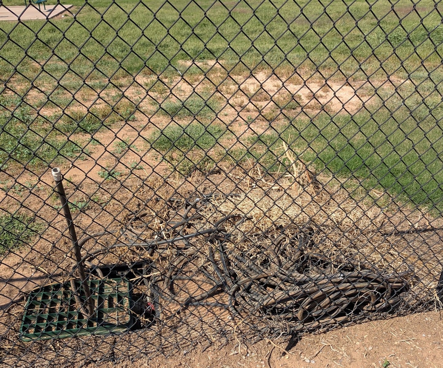 Shallowater Dog Park, photo 2