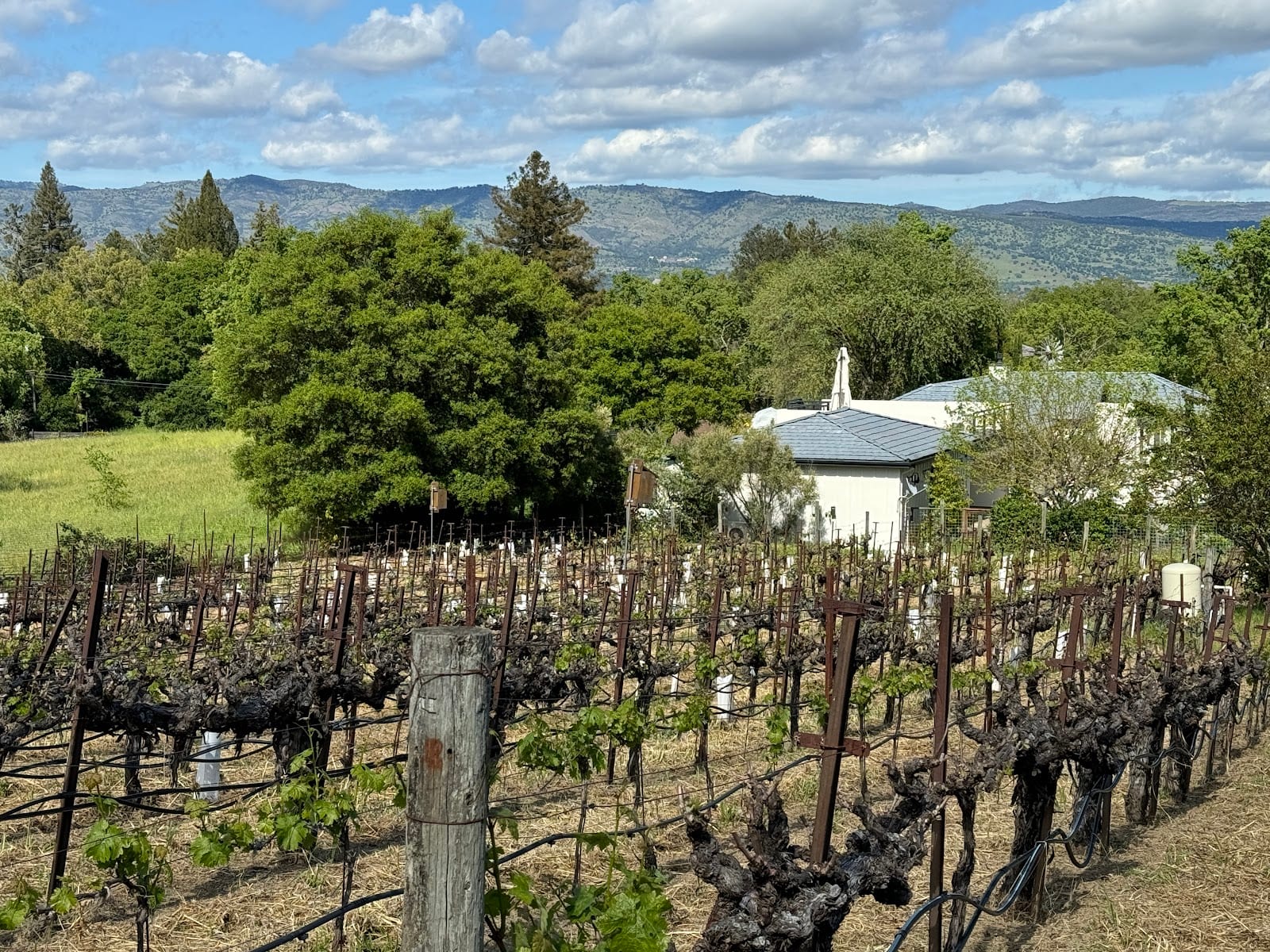 Matthiasson Winery, photo 3