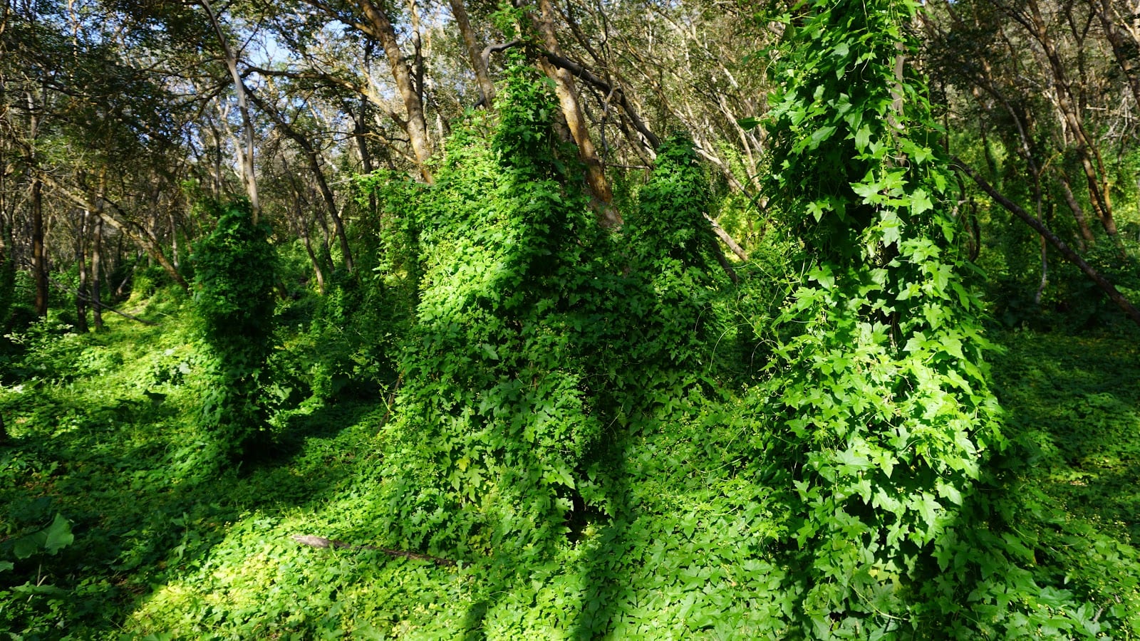 Deep Canyon Trailhead