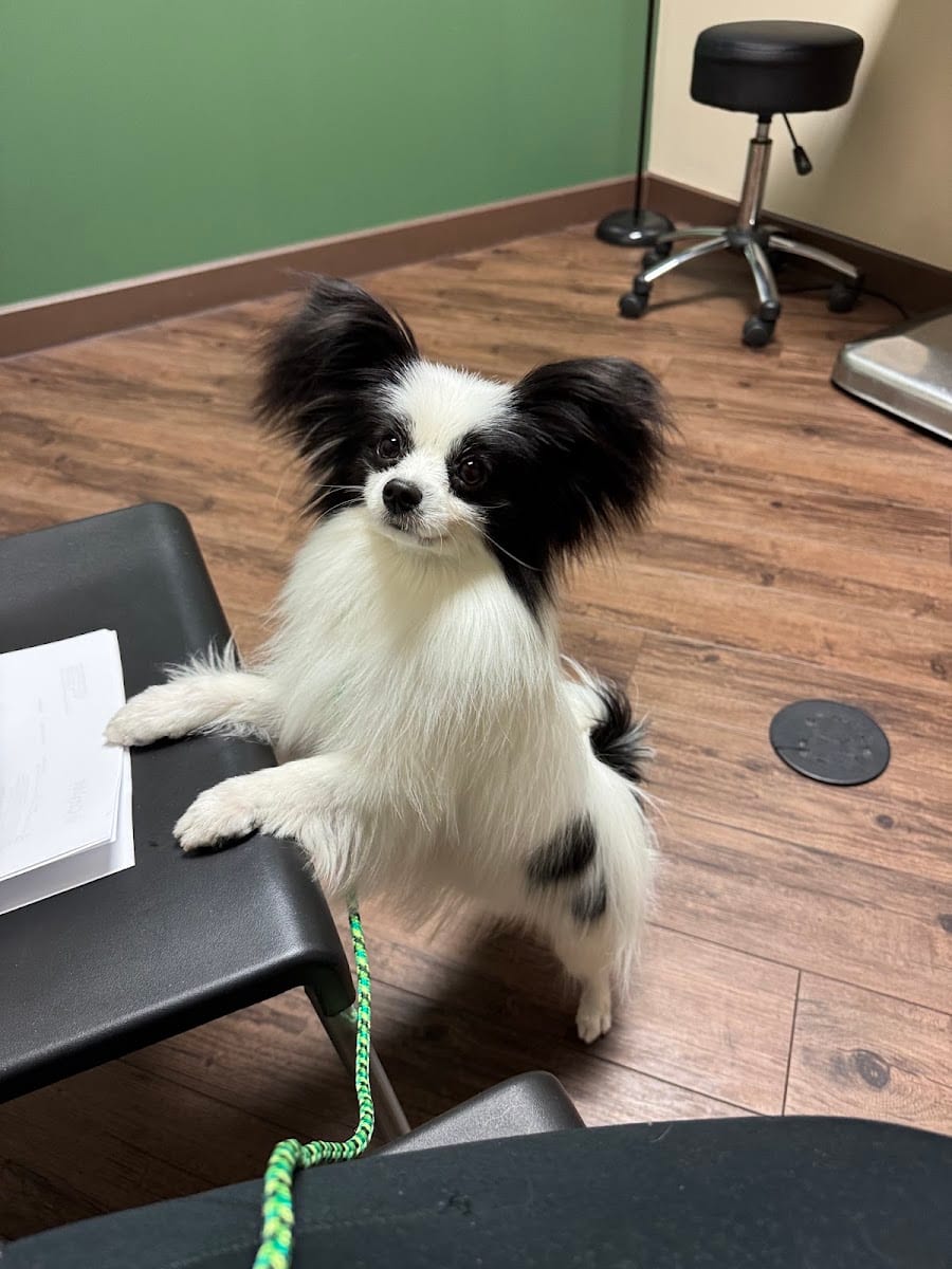 Dermatology for Animals - Scottsdale, photo 4