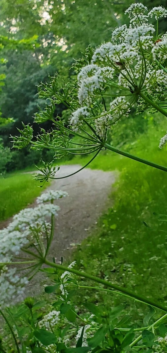 Cardinal Woods Park