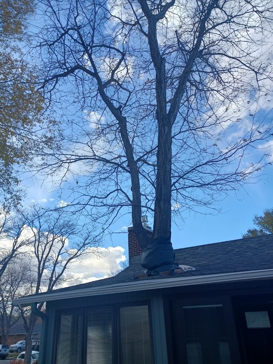 Apex Tree Management, photo 4