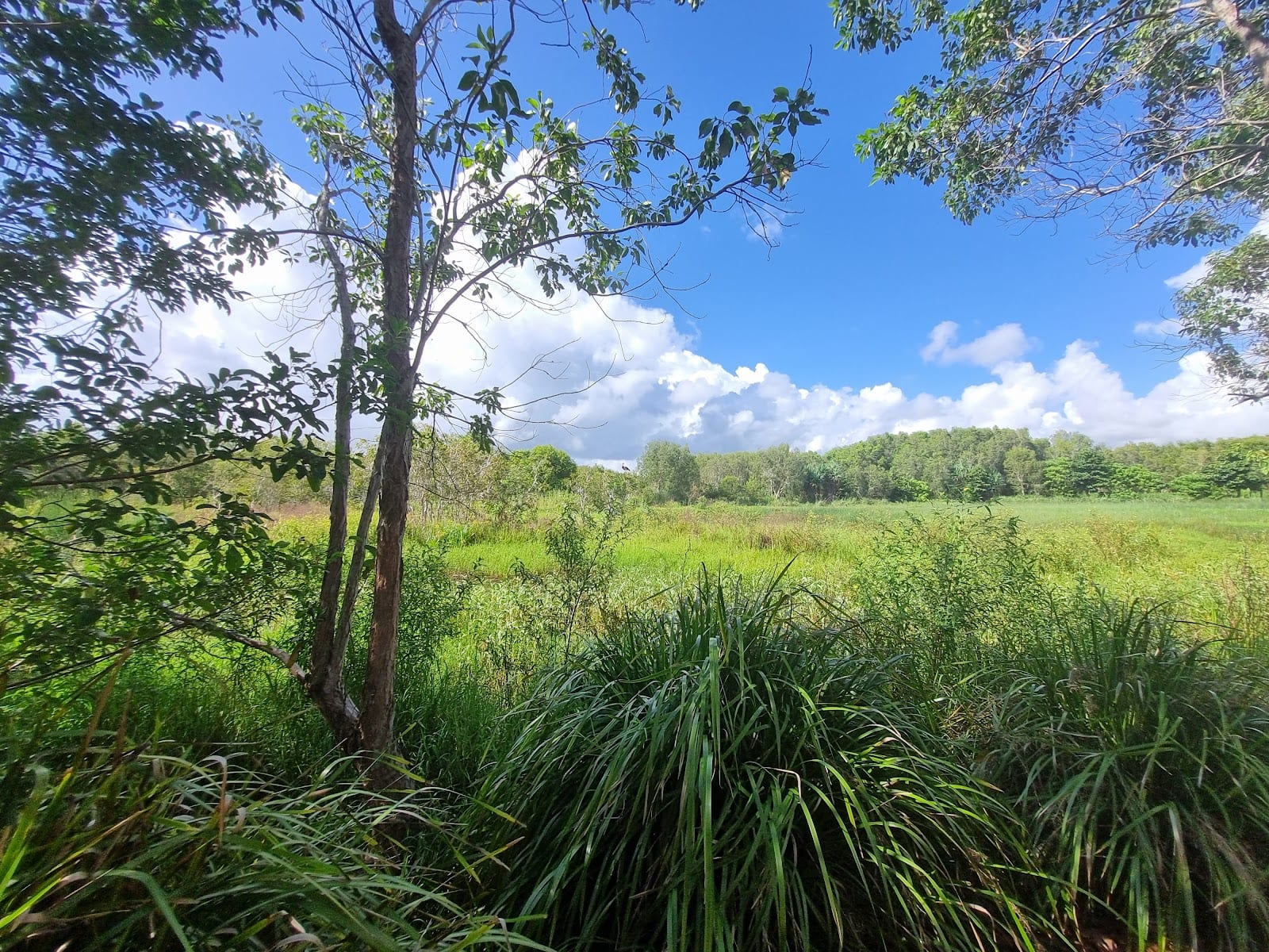 Blacks Beach Constructed Wetlands, photo 3
