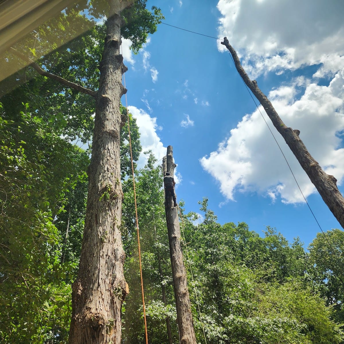 Contreras Tree Cut LLC