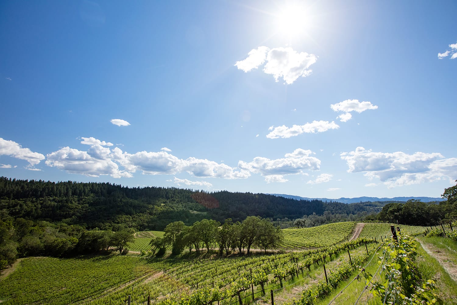 Aonair Winery & Caves, photo 2
