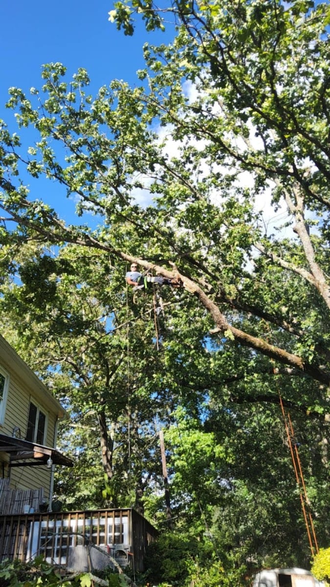 Joe Beyers landscape and tree service llc