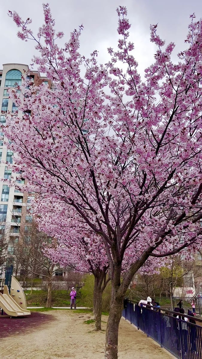 Lorraine Drive Park, photo 2
