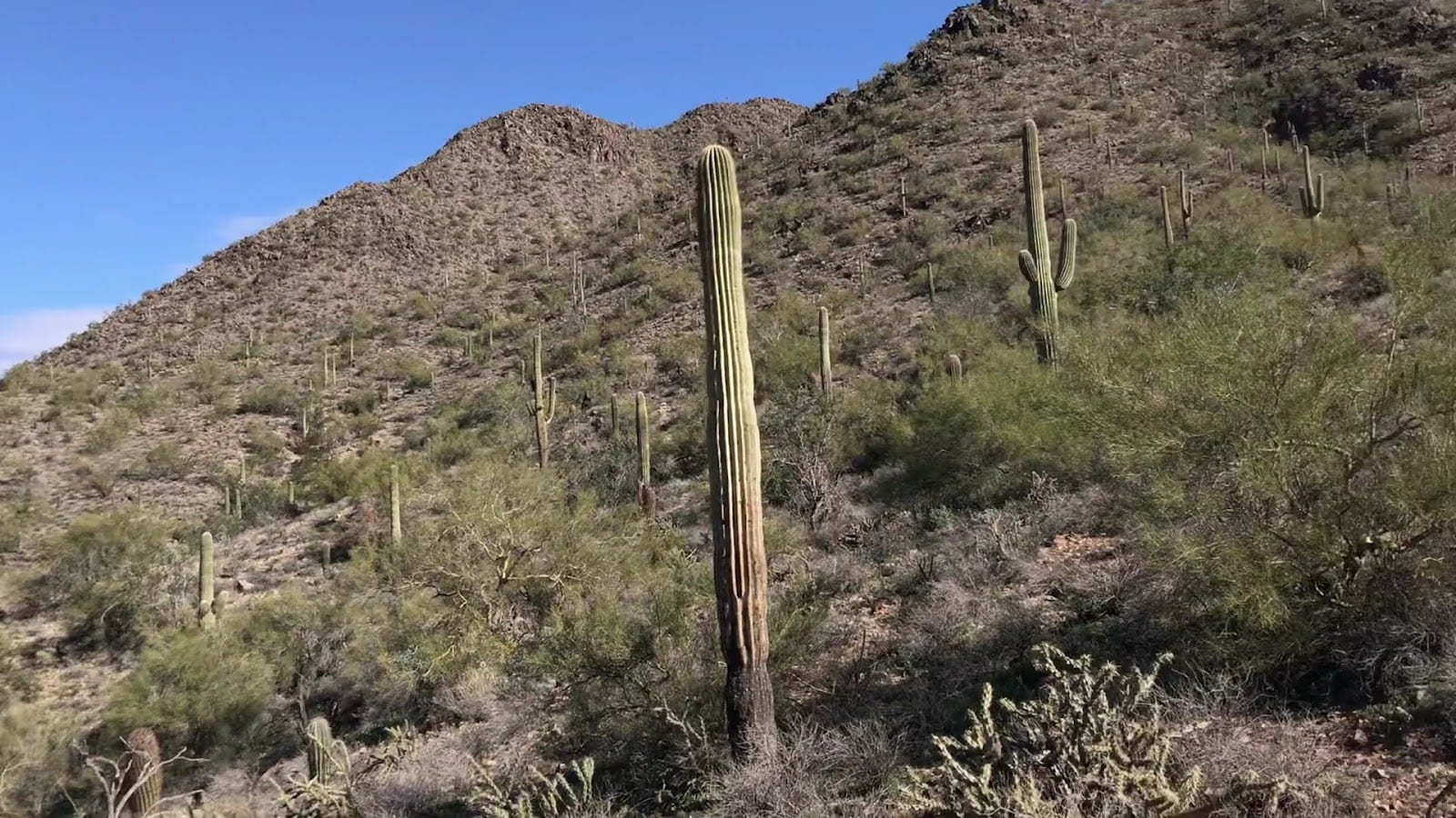Gateway Trailhead - McDowell Sonoran Preserve, photo 2