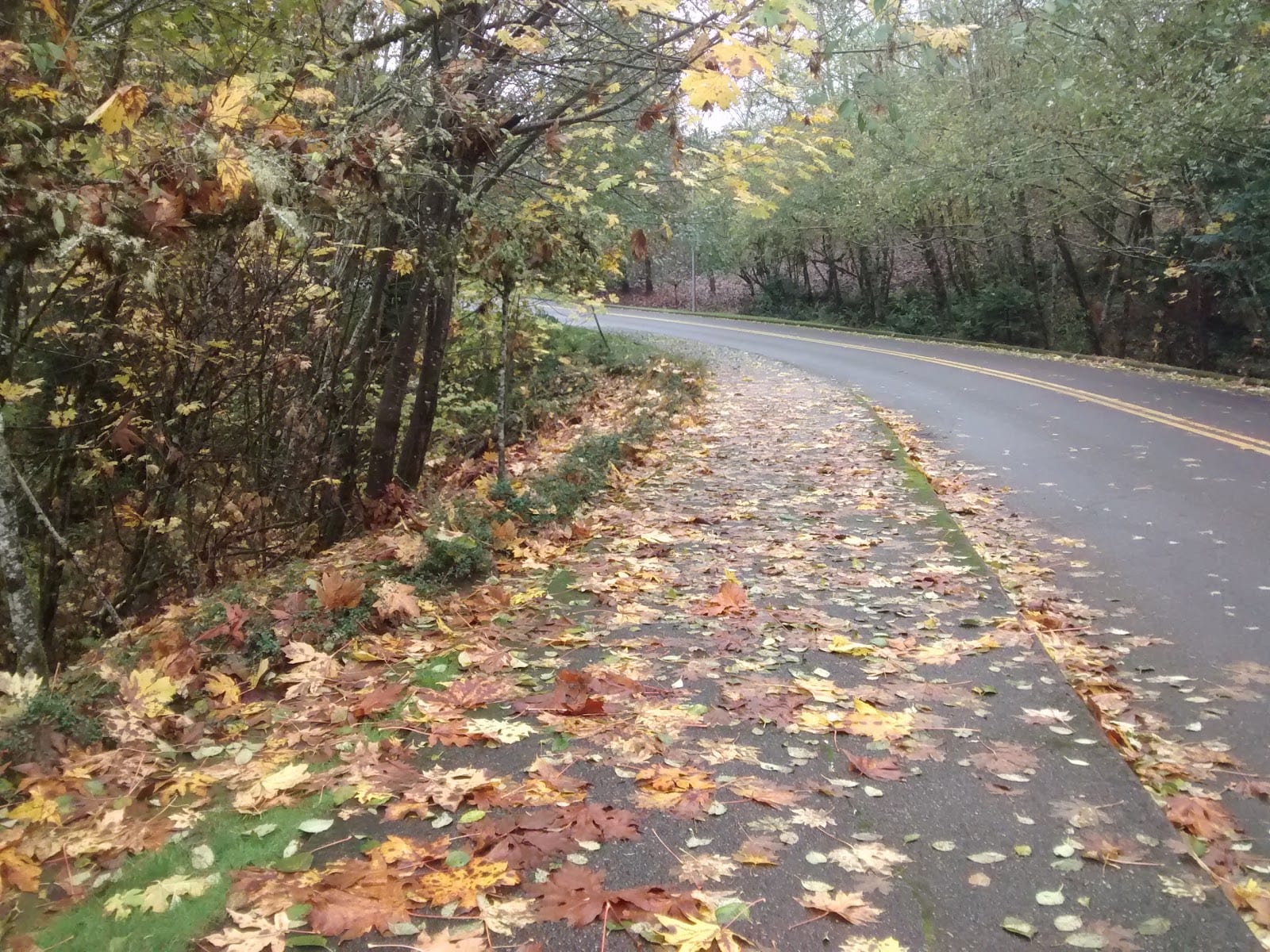 Goldcrest Neighborhood Park, photo 2