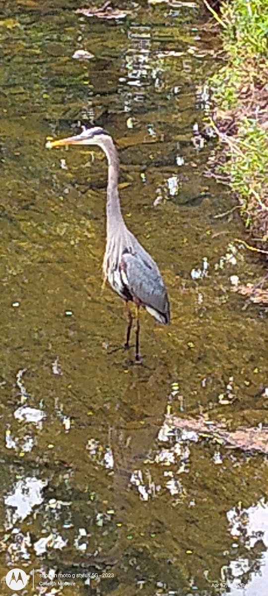 Coleman Creek Trail