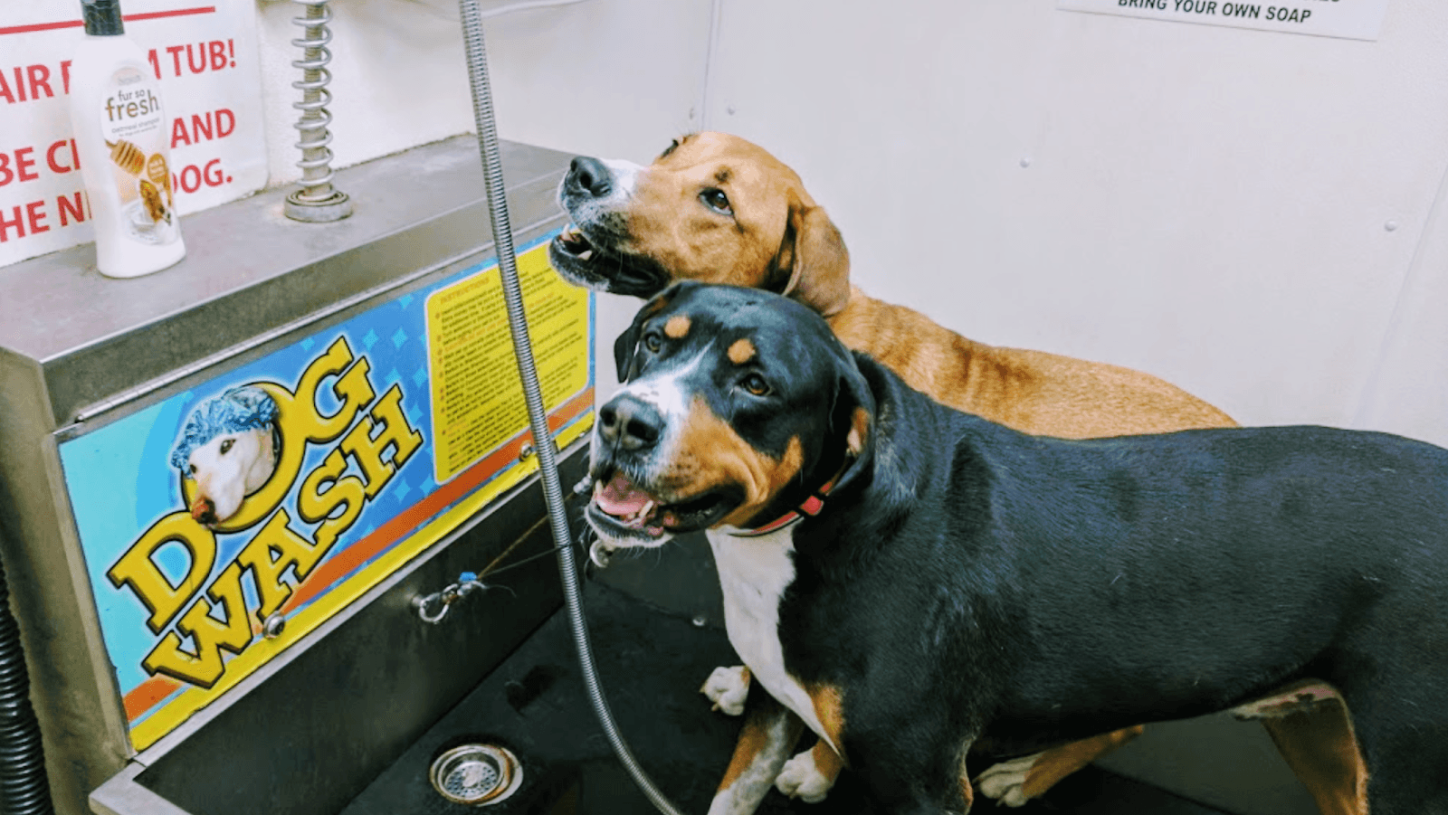Madison Dog Wash