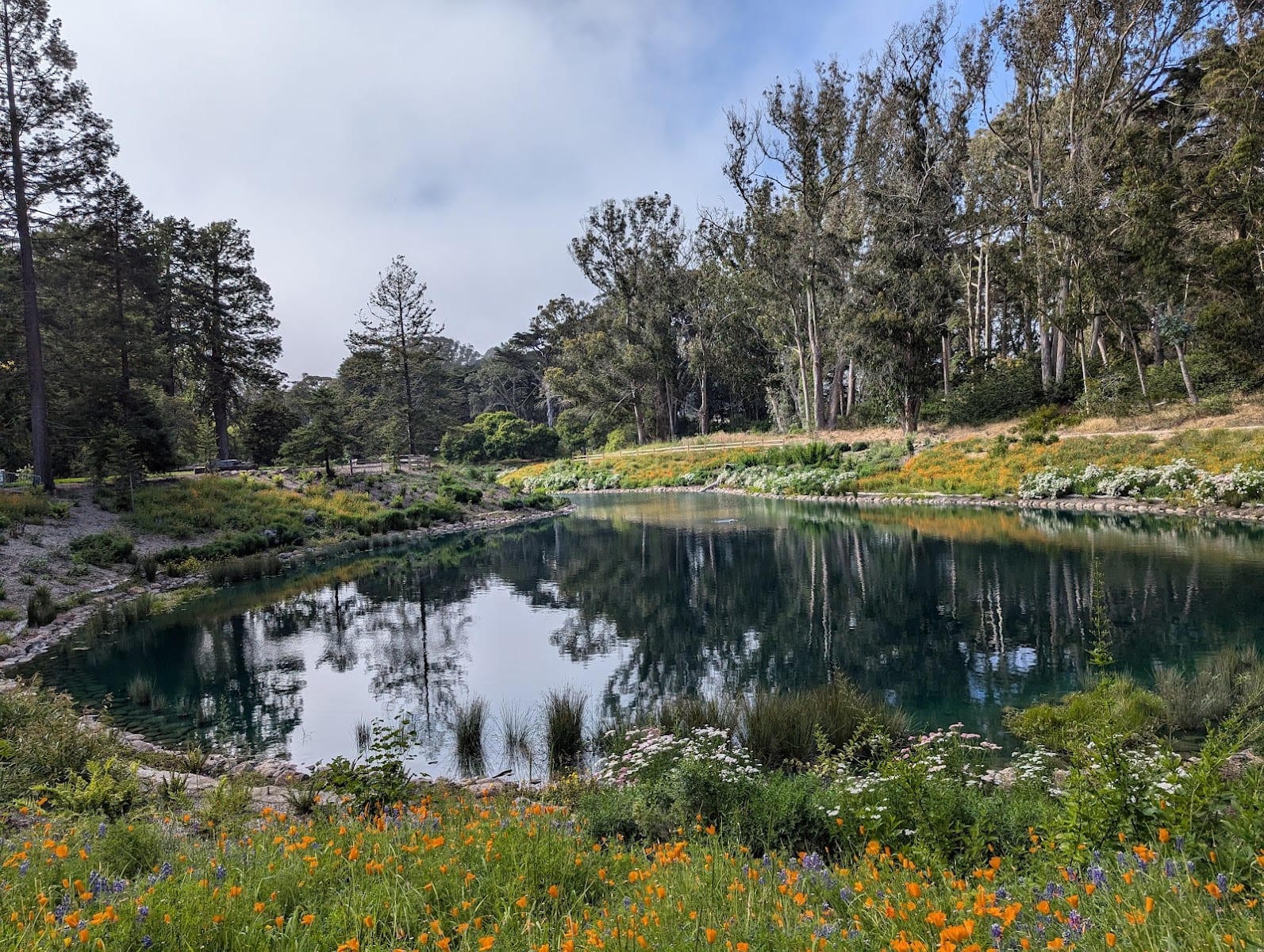 Chain of Lakes Meadow