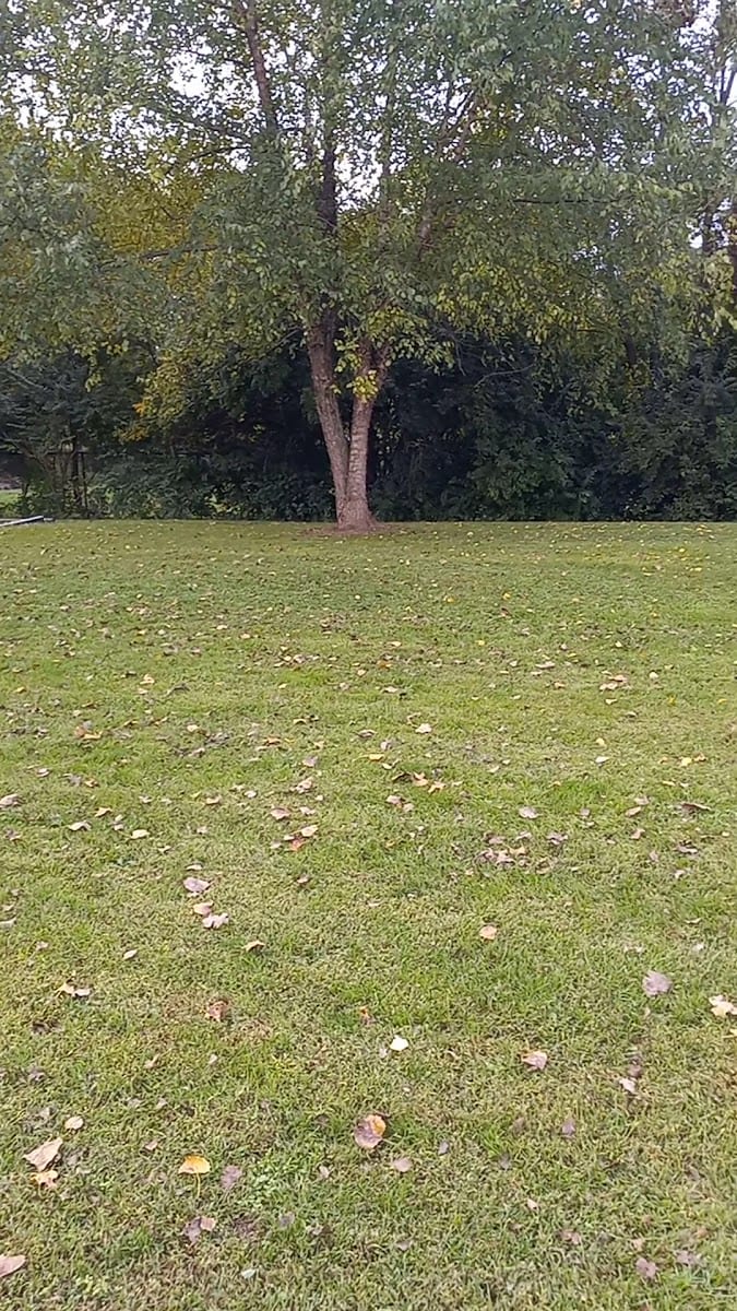 Canine Corral, photo 2