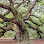 Tree Care Inc - Brenham