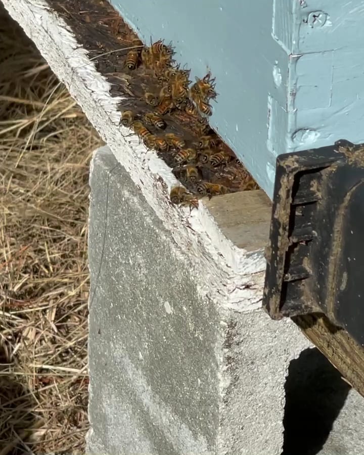 ABC Pest Control, Inc., photo 3