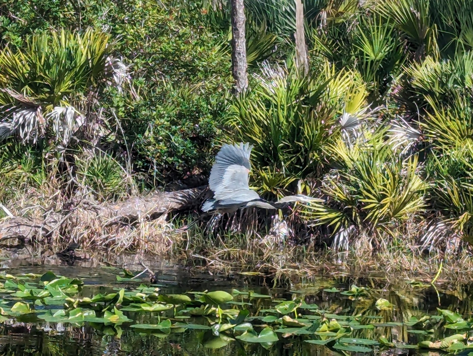 Babcock Webb Wildlife Management Area, photo 4