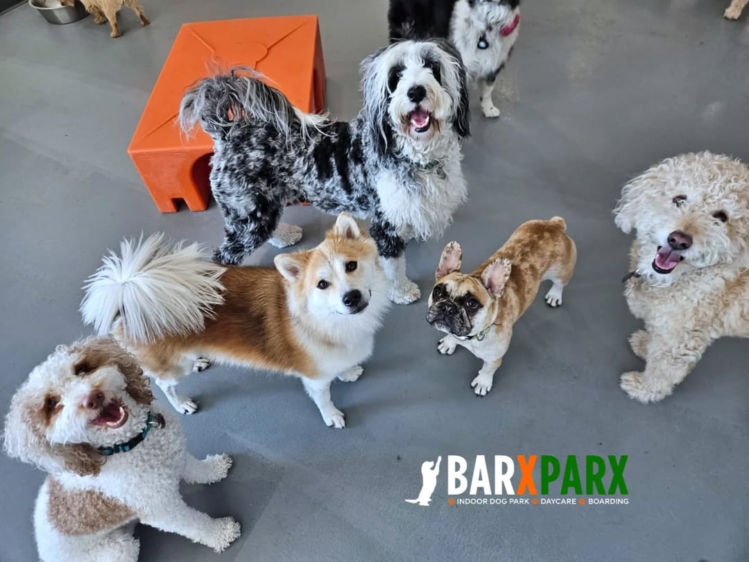 Barx Parx, photo 3