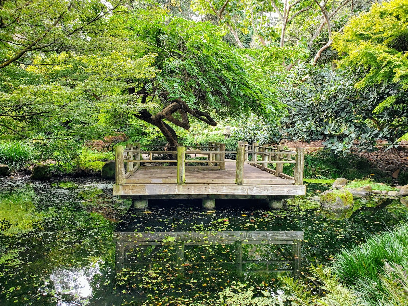 San Francisco Botanical Garden, photo 4