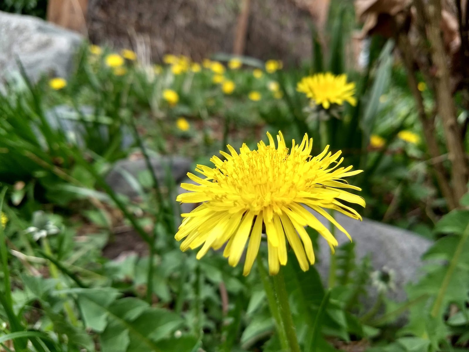 Trillium Park, photo 3