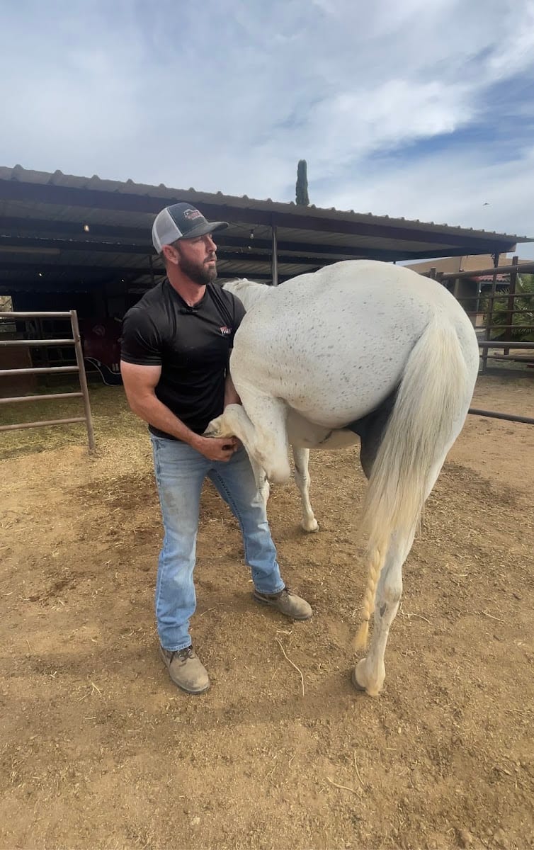 Sport Horse Chiropractic, photo 4
