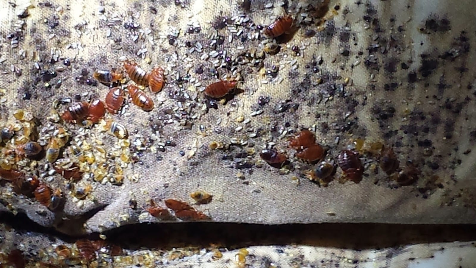 Green Earth Exterminators, photo 4