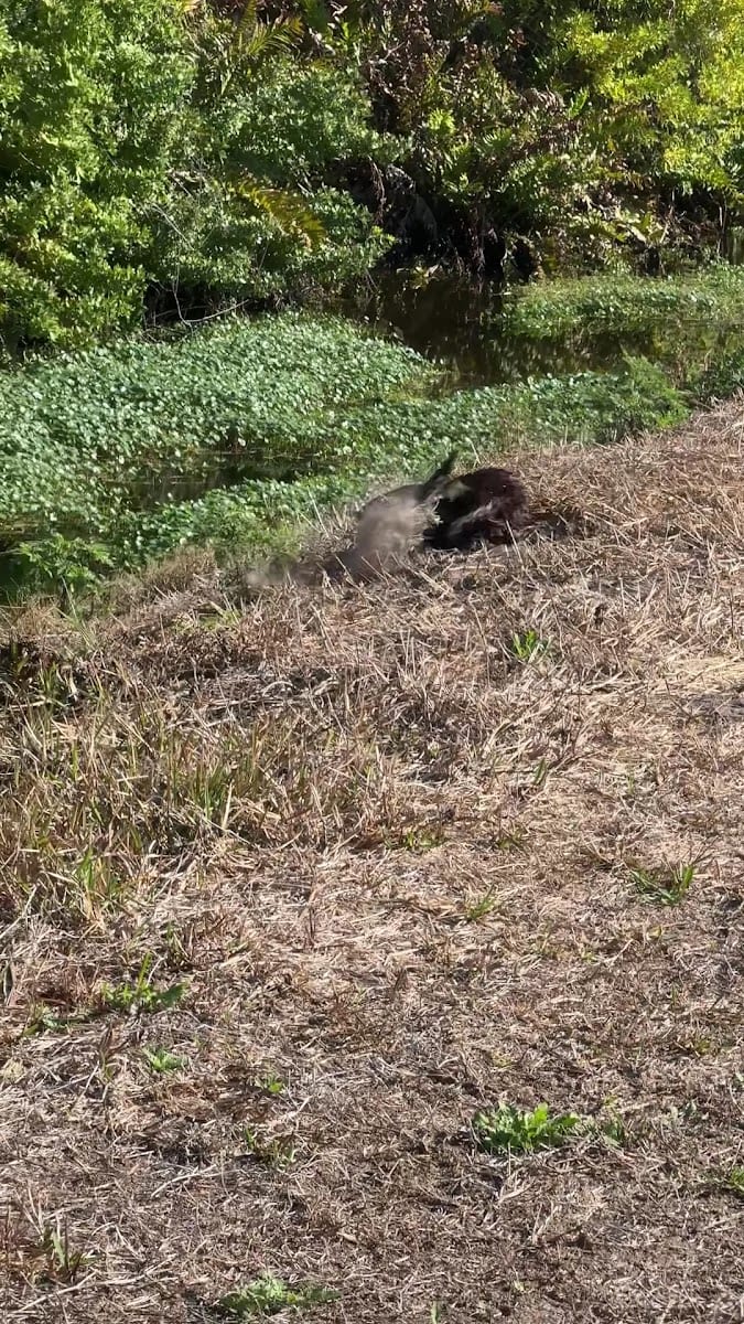 Woodmere Park, photo 2