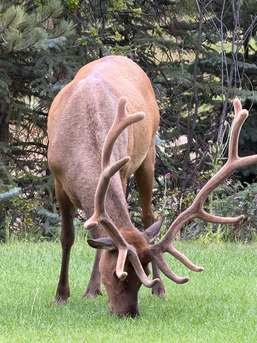 Estes Park Condos, photo 4