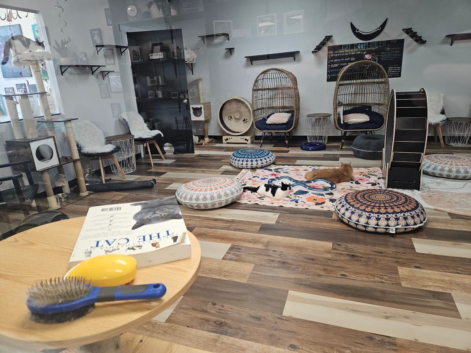 Pawsific NorthWest Cat Cafe, photo 3
