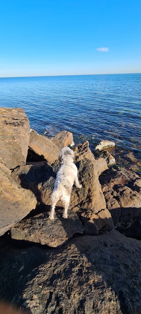 Fossil Beach Dog Off Leash Area, photo 3