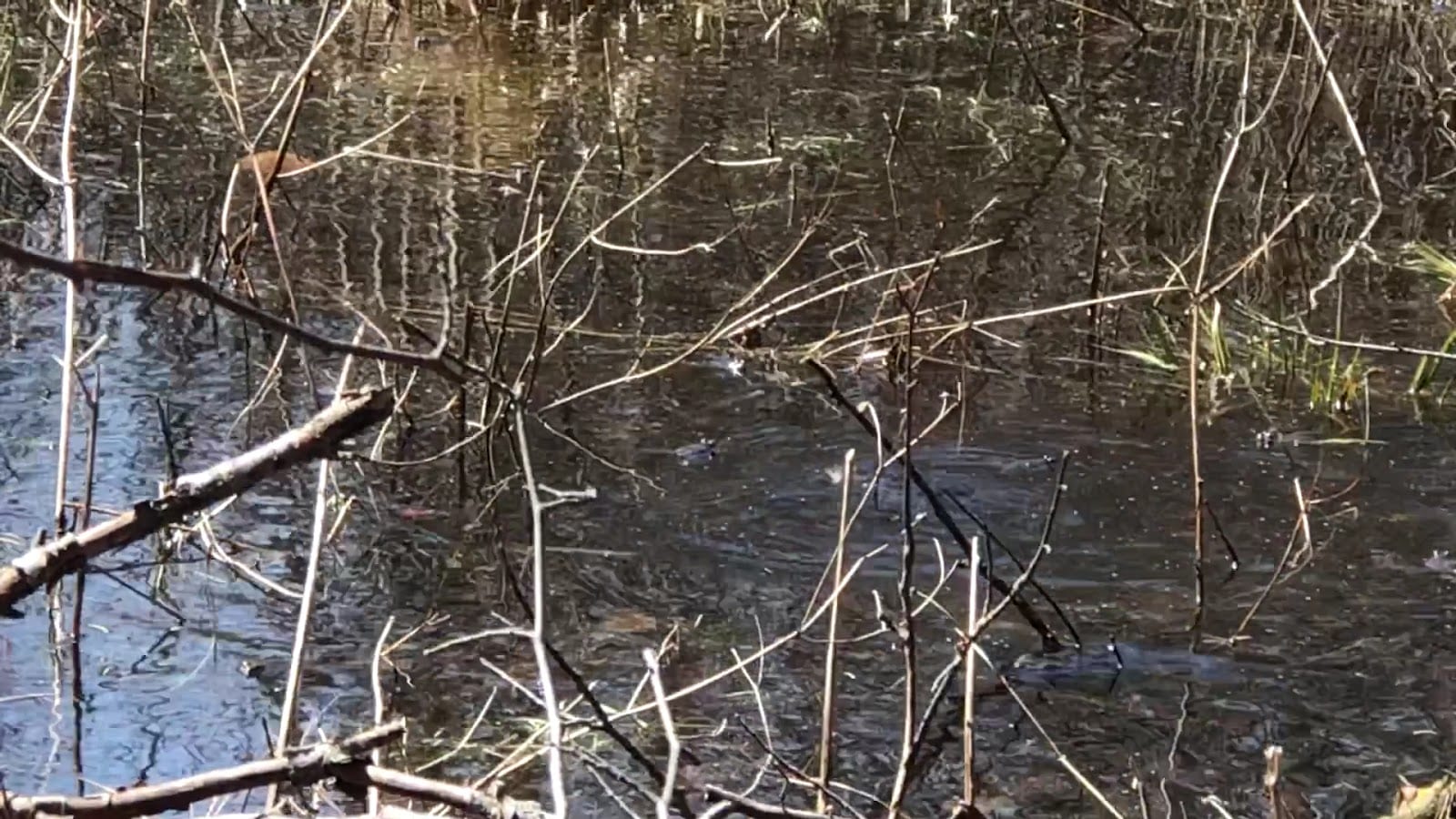 Moraine Park, photo 2