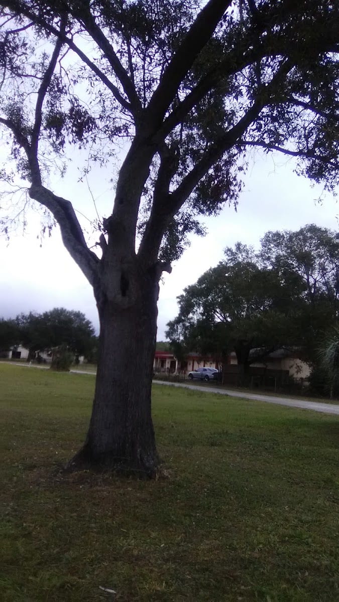 Oak Park Center Playground
