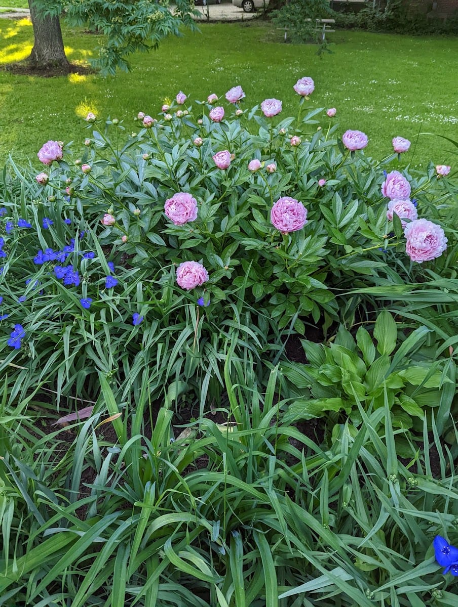 Goodwin Park, photo 3