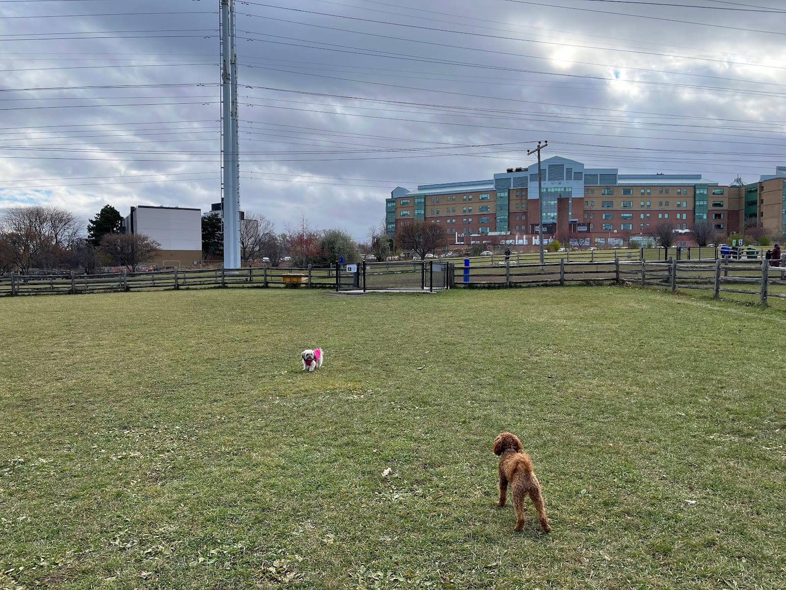 Thomson Memorial Park Dogs Off-Leash Area, photo 3