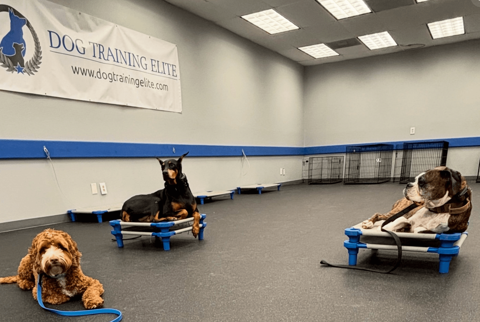 Dog Training Elite Huntsville
