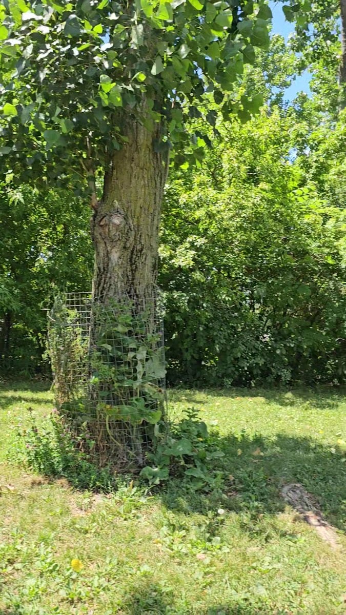 Humber Bay Park West Dog Park, photo 2