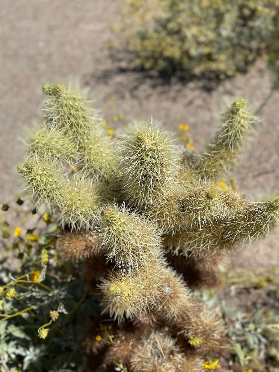 Hualapai Park, photo 2