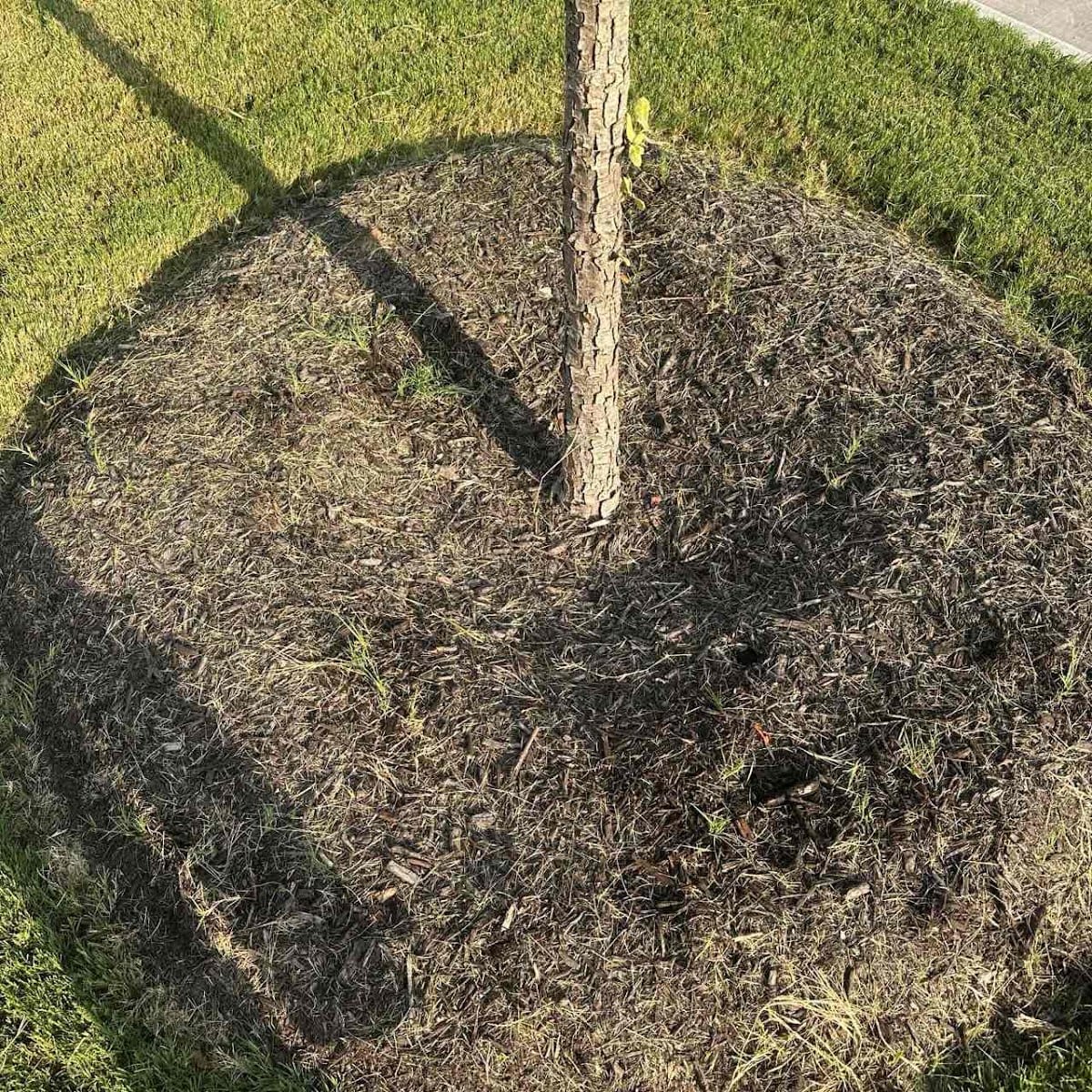 LawnStarter - Austin Landscaping, photo 4