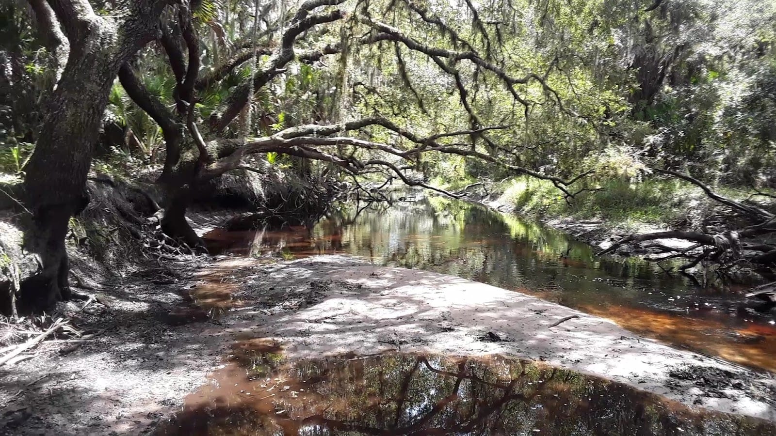 Myakkahatchee Creek Environmental Park, photo 3