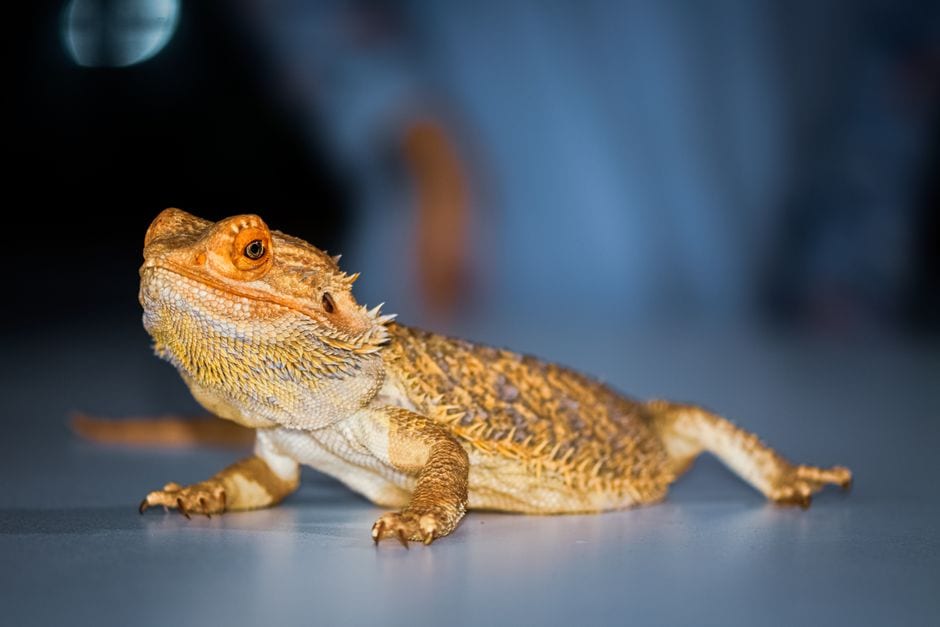 Bearded Dragon Poop: What’s Normal and When to Call a Vet