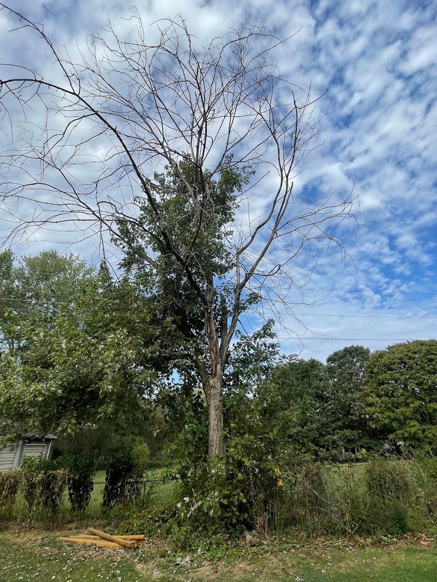 Huntsville Tree Service