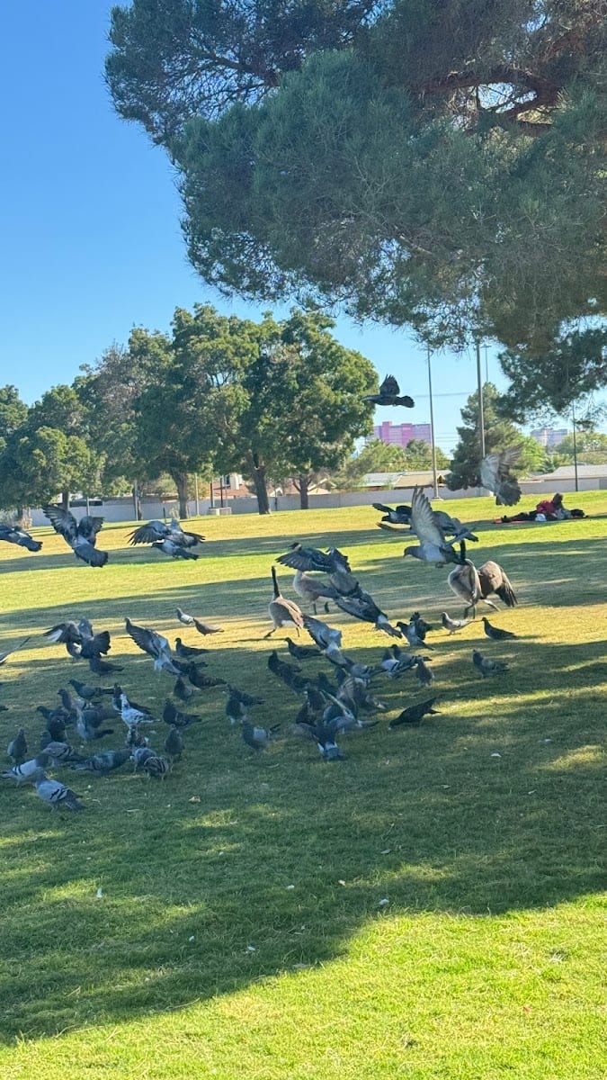 Lorenzi Park Tennis Courts, photo 3