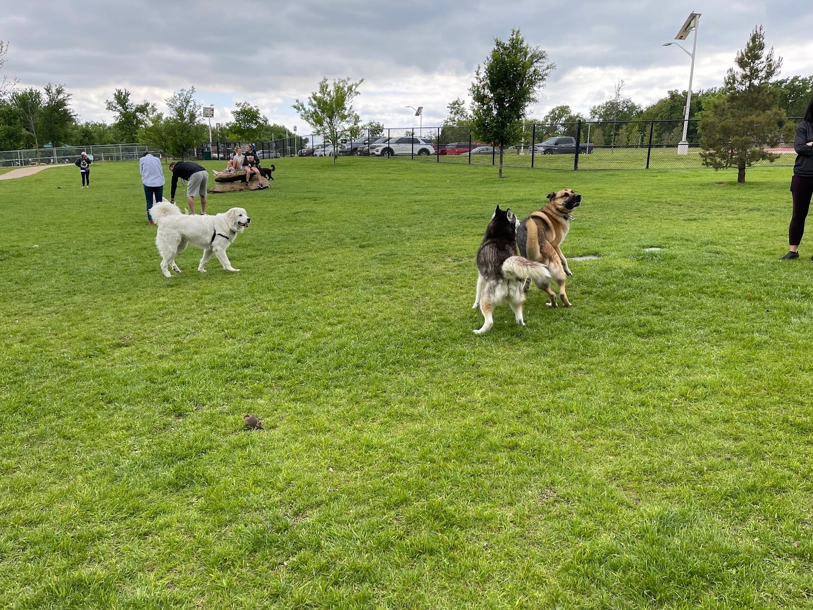Hound Mound Dog Park, photo 3