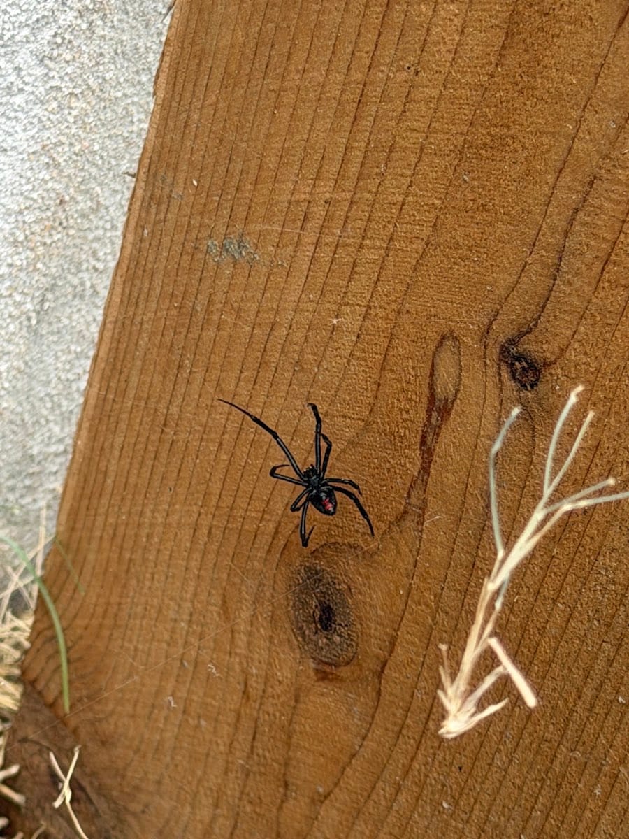 Surge Pest Control Leander, photo 3