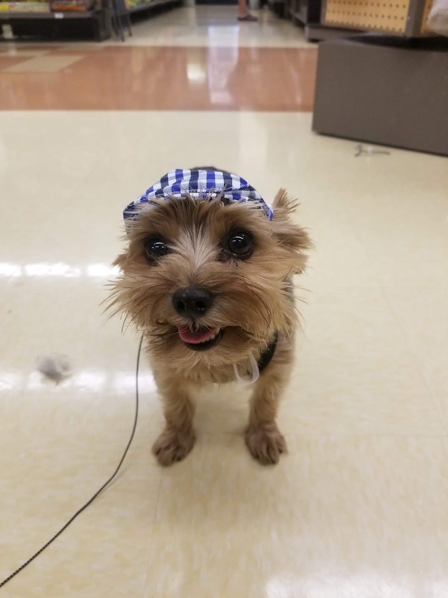 Petco Dog Training, photo 3