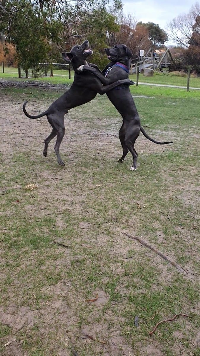 Civic Reserve Fenced Dog Park, photo 3