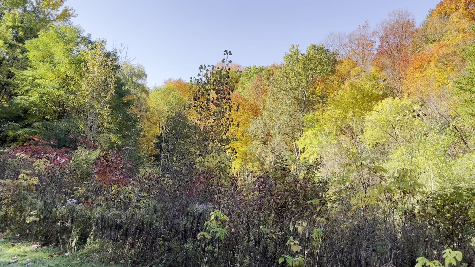 Warden Woods Off-Leash Dog Park, photo 2