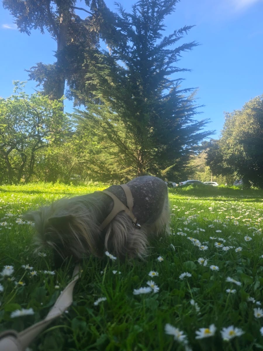 GGP Dog Play Area 1