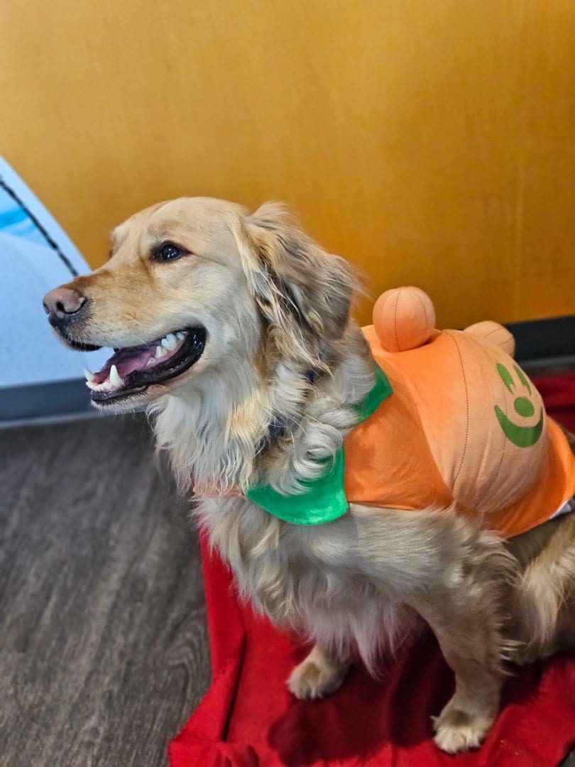 Dogtopia of Huntsville - Madison