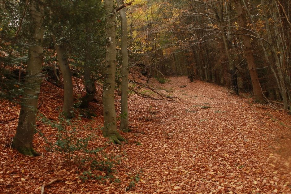 An autumn woodland path covered with fallen leaves