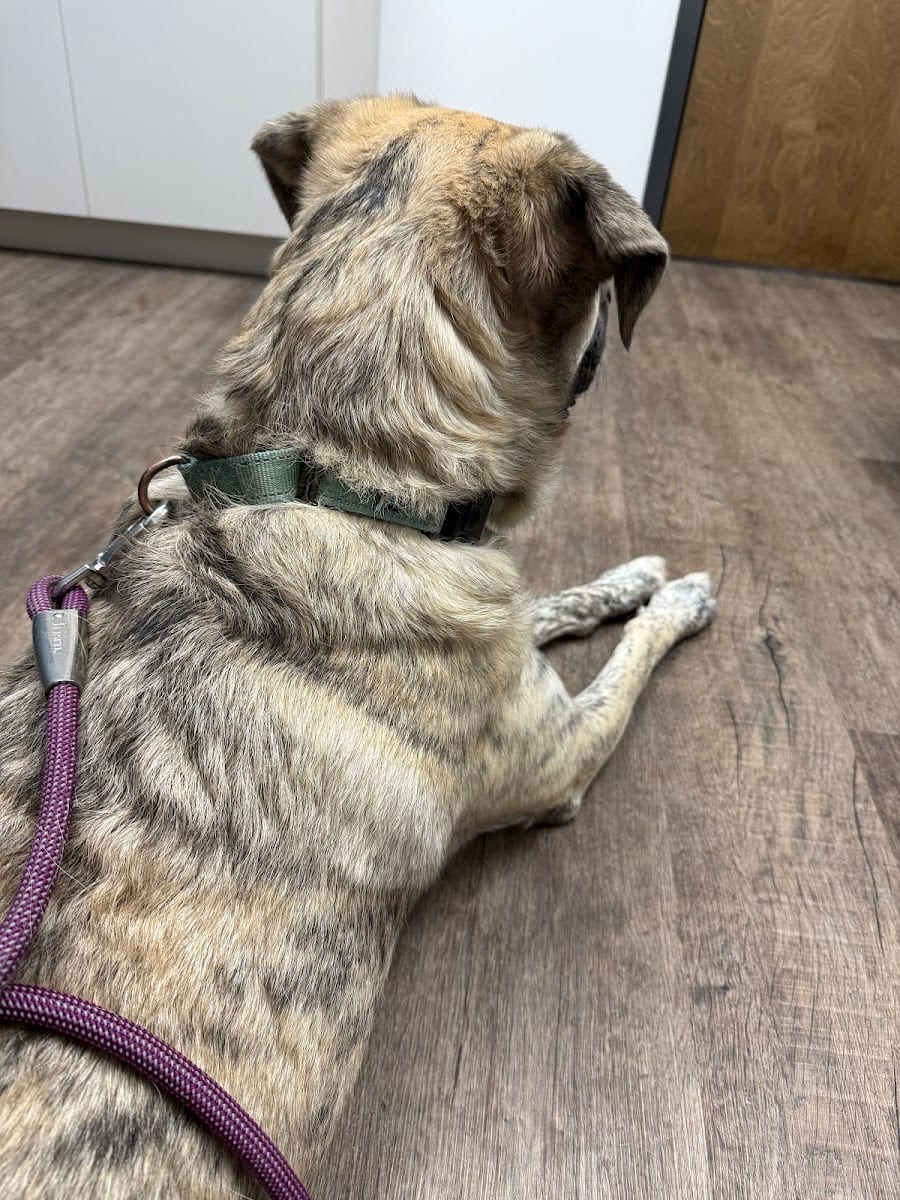 Mill Creek Veterinary Care Center, photo 3